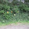 Kijkdag luchtverkenners 2011