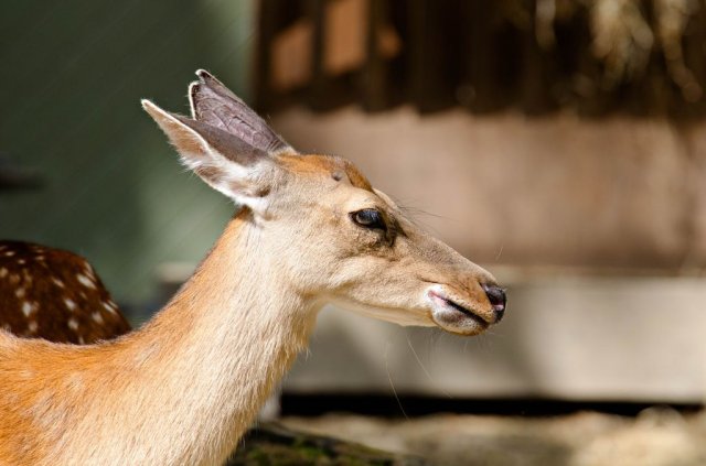 Beveruitstapje (Zoo) 2012