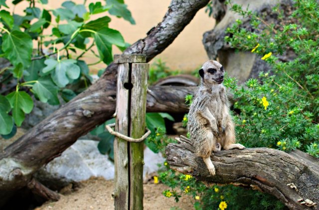 Beveruitstapje (Zoo) 2012