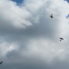 Airshow Seppe 2012