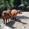 Zomerkamp 2018